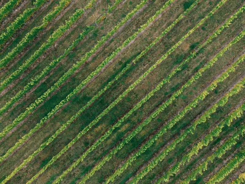 Reading the Land in Every Glass: A Field Guide to Decoding Wine's Geological and Historical Fingerprints