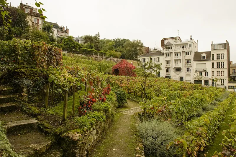 Small Batches, Big Ambitions: Inside America's Flourishing Micro-Winery Movement